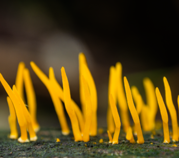 Il misterioso regno dei funghi_mostra al rifugio fino al 4 maggio