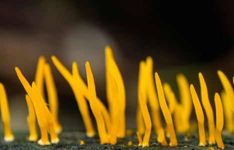 Il misterioso regno dei funghi_mostra al rifugio fino al 4 maggio