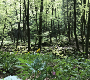 Forest Bathing Experience con Marco Civinga Bertelli_sabato 26 luglio_9.00-12.00 e 14.00-17.00