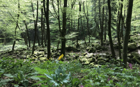 Forest Bathing Experience con Marco Civinga Bertelli_sabato 26 luglio_9.00-12.00 e 14.00-17.00