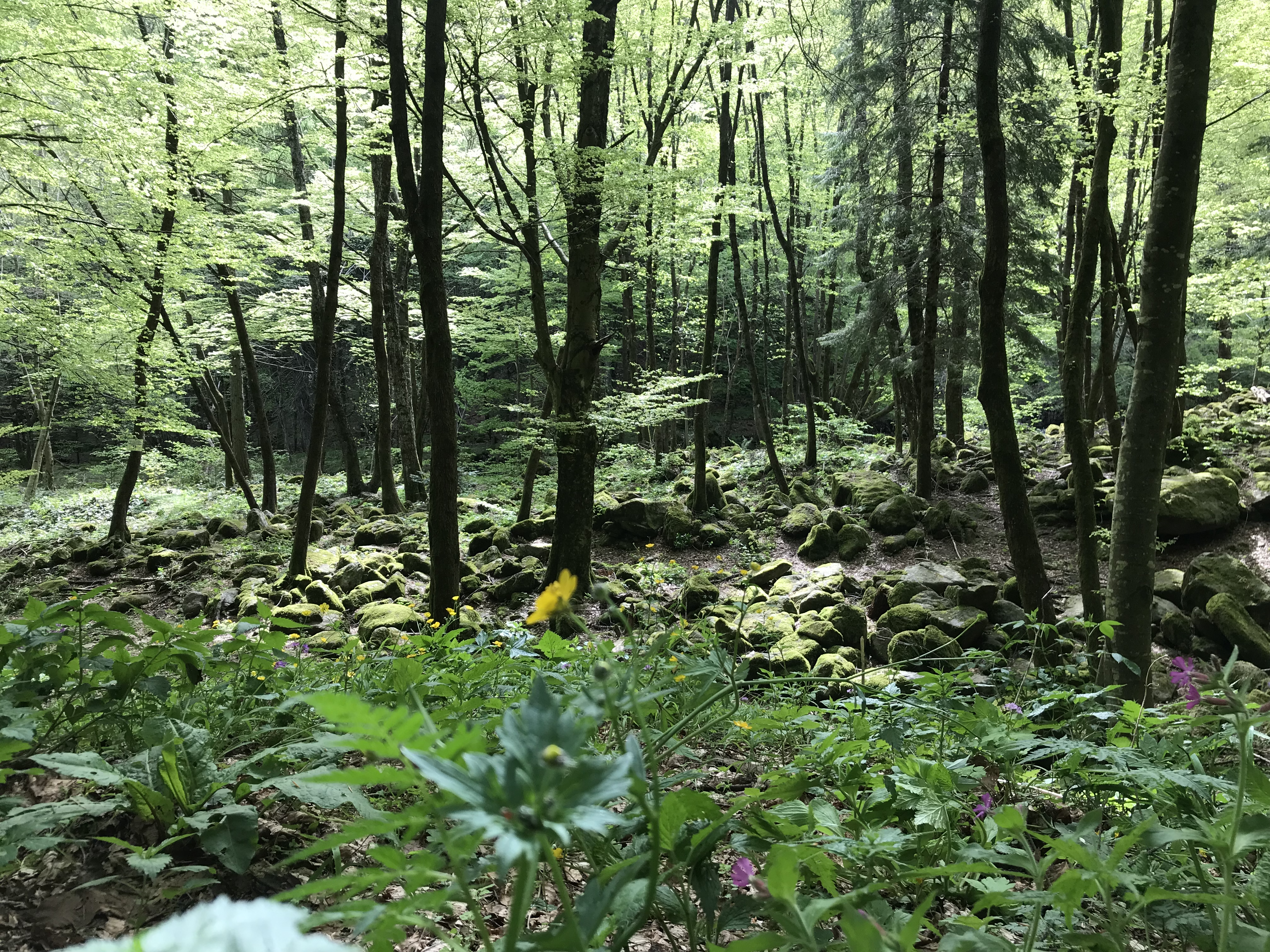 Forest Bathing Experience con Marco Civinga Bertelli_sabato 26 luglio_9.00-12.00 e 14.00-17.00